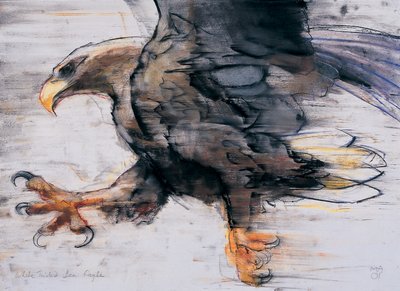 Pençeler - Beyaz Kuyruklu Deniz Kartalı, 2001 (kağıt üzerinde kömür ve conte) by Mark Adlington
