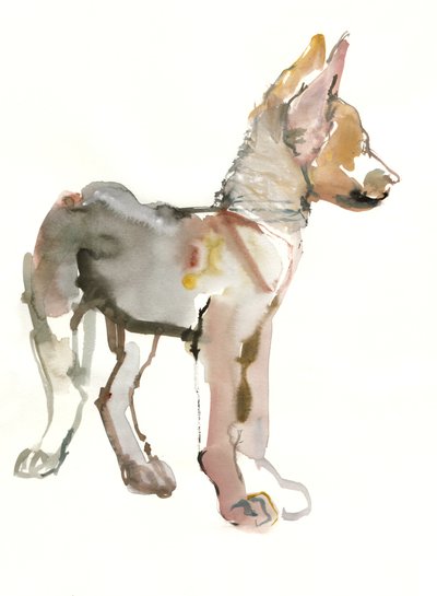 Waggle (Arap Kurt Yavrusu), 2011, (kağıt üzerine sulu boya ve guaj boya) by Mark Adlington