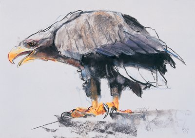 Ak kuyruklu Deniz Kartalı, 2001 (kağıt üzerinde karakalem) by Mark Adlington