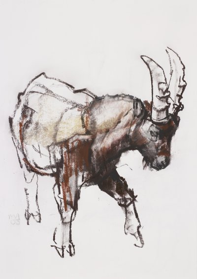 Young Ibex, Gran Paradiso, 2005 (kağıt üzerinde kömür ve conte) by Mark Adlington
