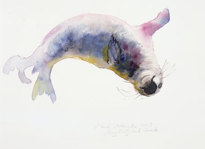 Genç gri fok, Gweek, 2003 by Mark Adlington
