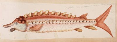 Bir balık. by Mark Catesby