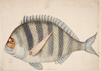 Bir balık. by Mark Catesby