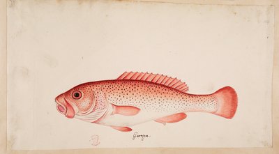 Bir balık. by Mark Catesby