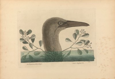 Bir Thymelaea foliis obtusis; Anseri Bassano &c: The Great Booby, Plate 86 from the Natural History of Carolina, Florida, and the Bahama Islands, cilt I, 2. baskı, Londra 1754 by Mark Catesby