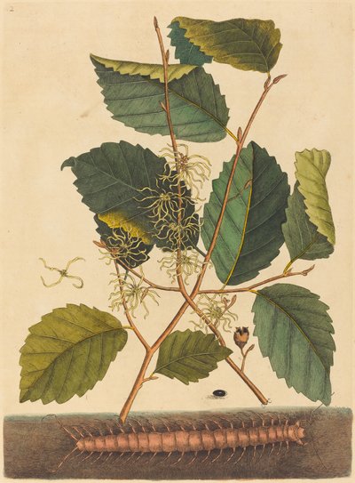 Kırkayak (Scolopendra morsitans) by Mark Catesby