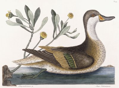 krizantem &c by Mark Catesby