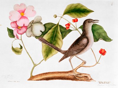 Kızılcık: Cornus florida ve Carolina Doğal Tarihinden Alaycı Kuş (1730-48) by Mark Catesby