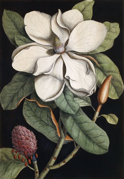 Defne Ağacı, 1731-1743 by Mark Catesby
