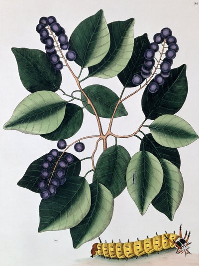 Güvercin Erik ve Büyük Boynuzlu Tırtıl, 1771 by Mark Catesby