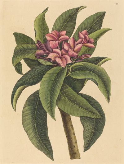 Kırmızı Frangipanni Plumeria rubra, 1731-1743