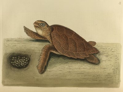 Testudo caretta. Şahin gagalı kaplumbağa by Mark Catesby