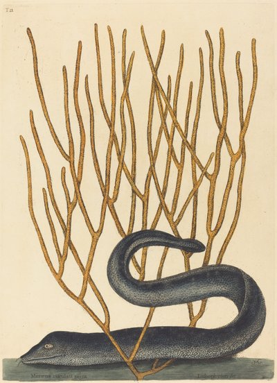 Kara Muray (Muraena helenae çeşidi) by Mark Catesby