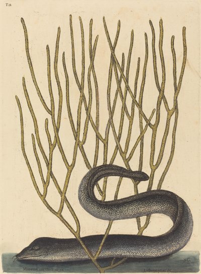 Kara Muray (Muraena helenae çeşidi) by Mark Catesby