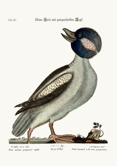 ಬಫೆಲ್ಸ್ ಹೆಡ್ ಡಕ್, 1749-73 ಟರ್ಕ್ by Mark Catesby