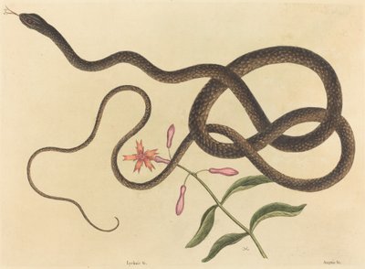 Koç-kırbaç Yılan Coluber flagellum, 1731-1743 yayınlandı. by Mark Catesby