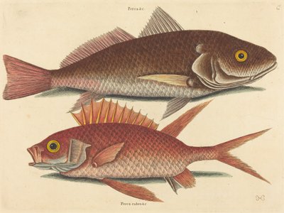 Croker (Perca undulata) by Mark Catesby