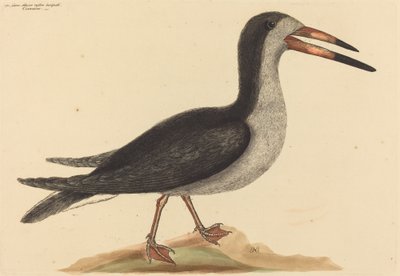 The Cutwater Rhynchops nigra, 1731-1743