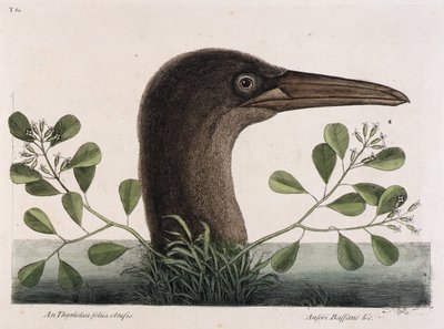  by Mark Catesby