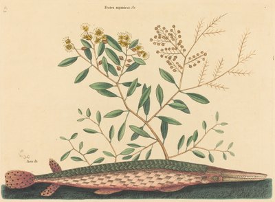 Yeşil Gar Balığı Esox osseus, 1731-1743