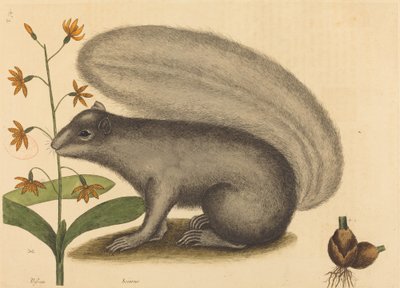 Boz Tilki Sincap (Sciurus cinereus) by Mark Catesby