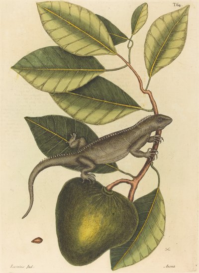 Guana (Lacerta Iguana) by Mark Catesby