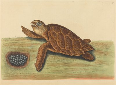 Şahin gagalı Kaplumbağa (Testudo caretta) by Mark Catesby