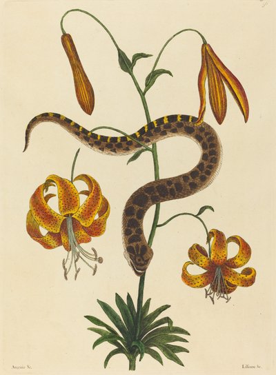 Hog-nose Snake Boa contortrix, 1731-1743 yayınlandı. by Mark Catesby