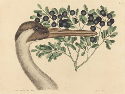 Hooping Crane Ardea Americana, 1731-1743