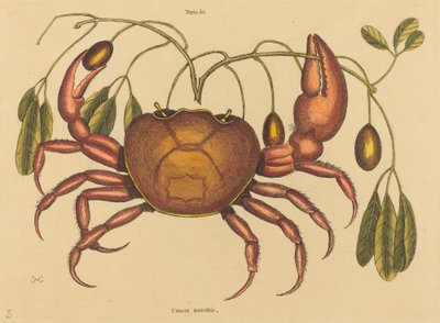 Kara yengeç (Kanser ruricola) by Mark Catesby
