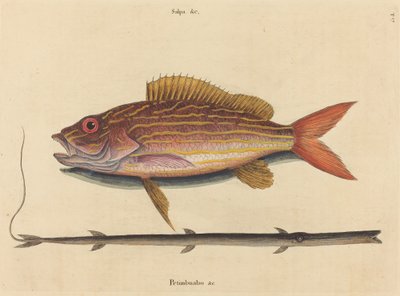 Lane-snapper (Sparus synagris) by Mark Catesby