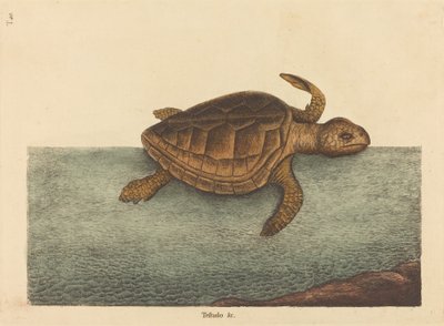 Logger-head Kaplumbağa Testudo Cavanna, 1731-1743