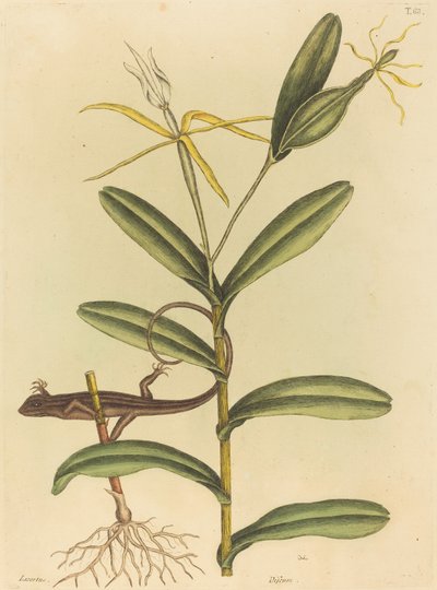 Lyon Kertenkele (Lacerta 6-lineata) by Mark Catesby