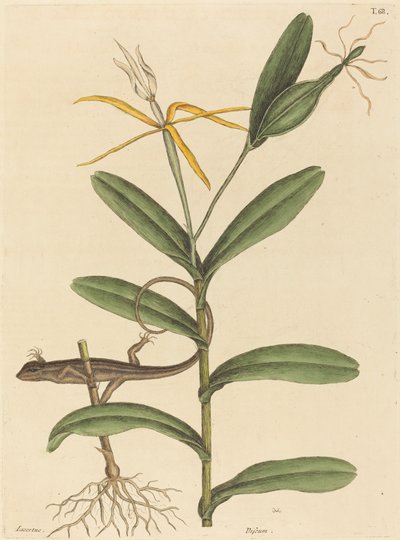 Lyon Kertenkele Lacerta 6-lineata, 1731-1743