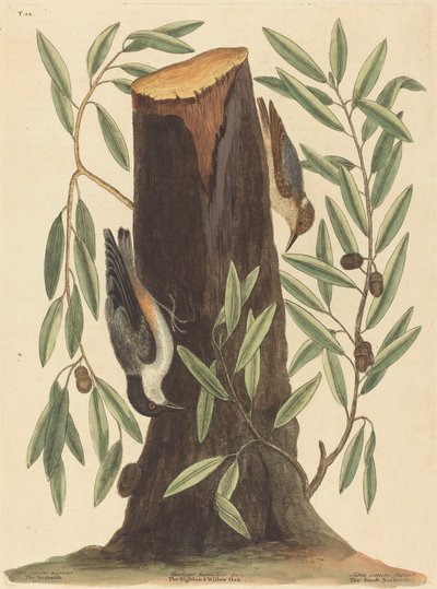 Nuthatch Sitta Europaea, 1754