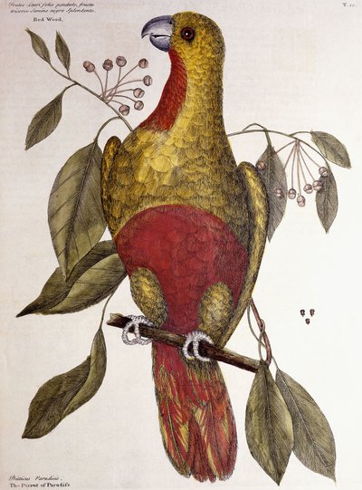 Cennet Papağanı, 1771 by Mark Catesby