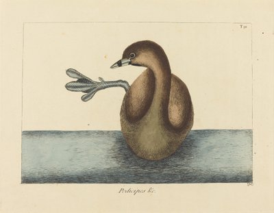 Alaca Gagalı Dobchick (Colymbus podiceps) by Mark Catesby