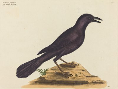 Mor Jack Daw (Gracula Quiscula) by Mark Catesby