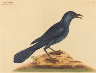 Mor Jack Daw (Gracula Quiscula) by Mark Catesby