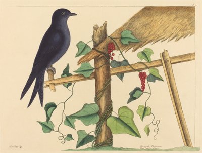 Mor Martin (Hirundo purpurea) by Mark Catesby