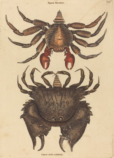 Kırmızı Benekli Kaya Yengeç (Kanser Grapsus) by Mark Catesby