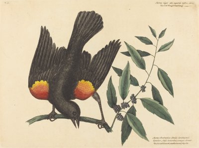 Kızıl Kanatlı Sığırcık (Oriolus phoeniceus) by Mark Catesby