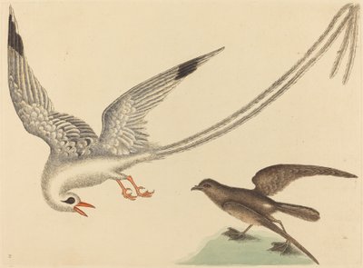 Pirinç kuşu (Emberiza oryzivora) by Mark Catesby