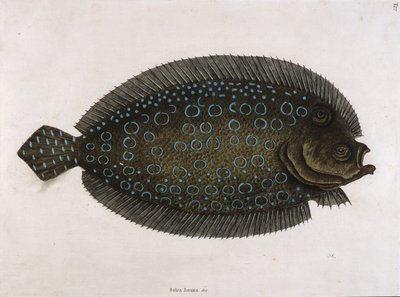 by Mark Catesby