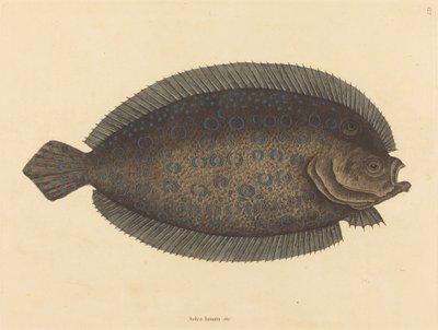 Sole Pleuronectes lunatus, 1731-1743