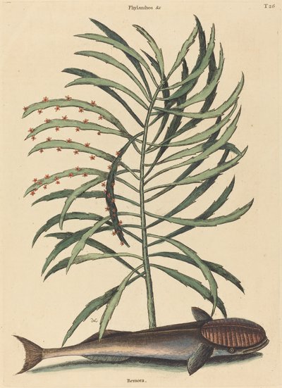 Emici Balık (Echeneis Naucratis) by Mark Catesby