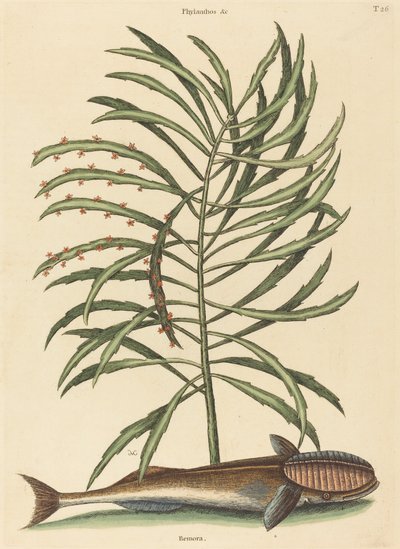 Emici Balık Echeneis naucratis, 1731-1743