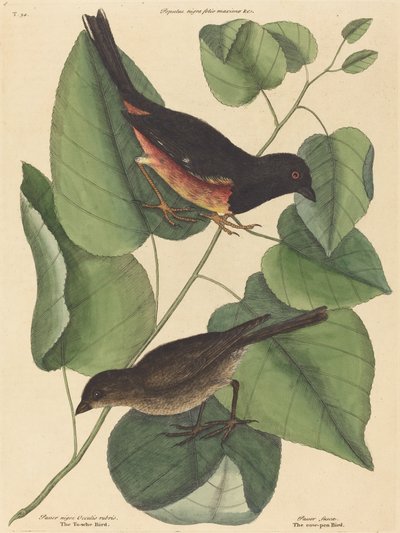 Towhe Bird Fringilla erythrophthalma, 1754