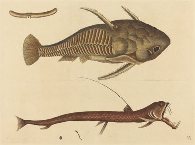 Engerek Ağzı (Silurus cataphractus) by Mark Catesby