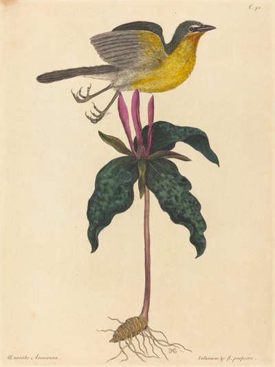Sarı Göğüslü Sohbet by Mark Catesby